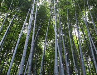 NG����̨(�й���)����Ʒ�Ƶ�ʵ��